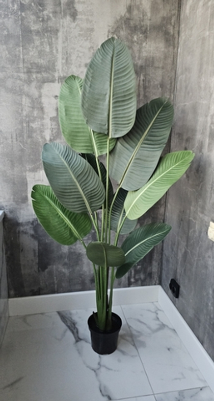 Стрелиция 160 см (Бальбис) в тех.кашпо