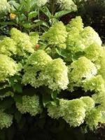 Гортензия метельчатая Пантонелла