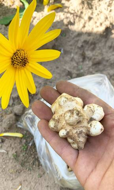 Топинамбур