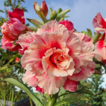 Адениум обесум 317 13CM