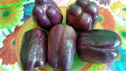 Перец Текила F1 5шт Мировые Семена VITA GREEN