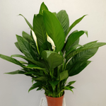 Спатифиллум Файн Вайн