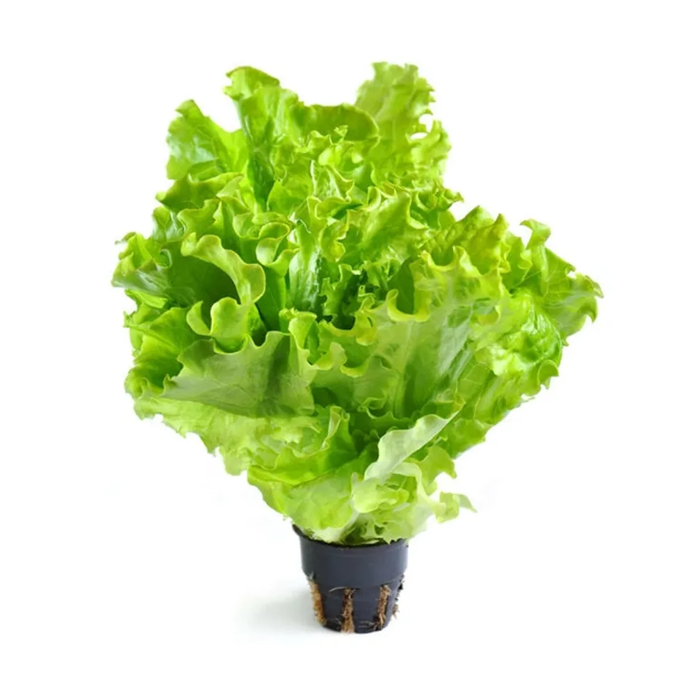 Лист салата,шт