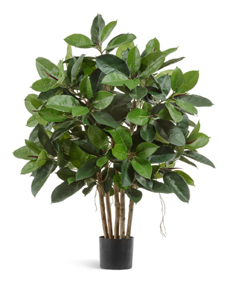 Фикус Эластика куст зелёный большой 120 см