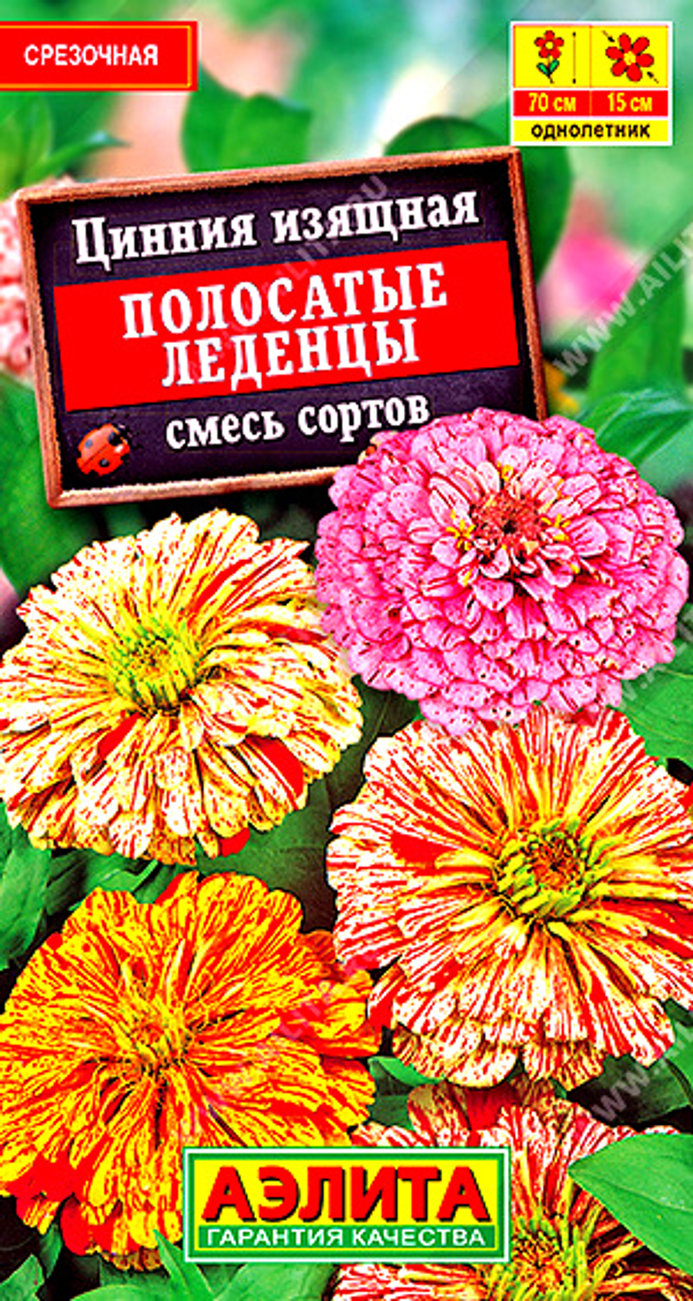 Цинния Полосатые леденцы, смесь сортов