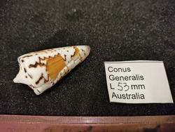 Конус генеральский