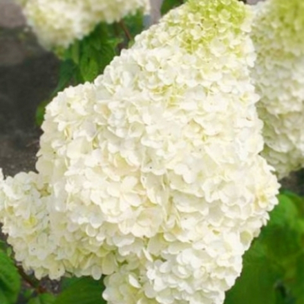 Гортензия метельчатая Диамантино С2 15-20