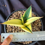 Сансевиерия TOWER BLUE VAR