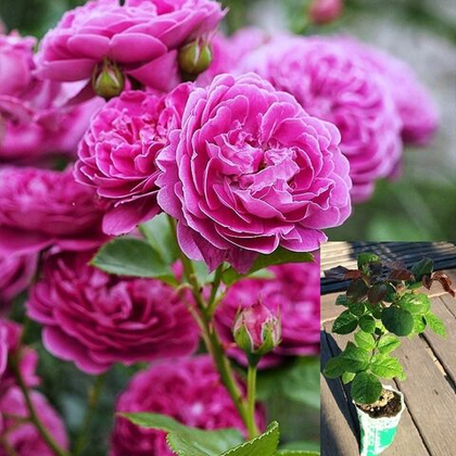 Роза Блю Бой шраб, саженец с ЗКС.