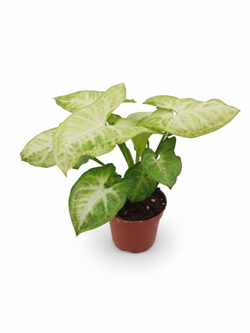 Сингониум Golden Child д.9