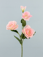 Эустома Каролина