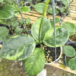 Хойя AUSTRALIS PERIDOT