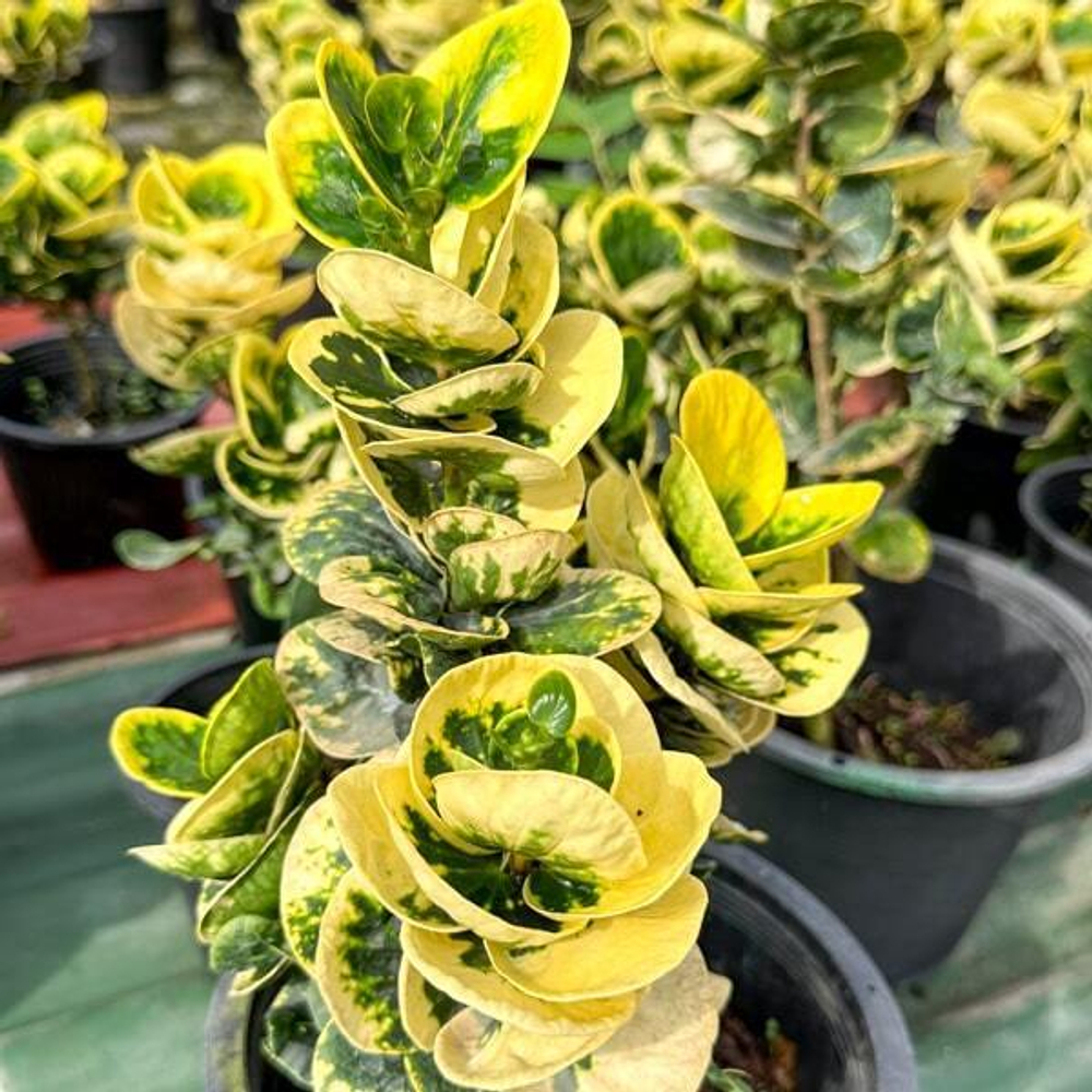 Кротон GOLDEN ROSE