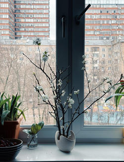 Ветки яблони