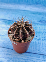 Gymnocalycium Friedrichii (Гимнокалициум)