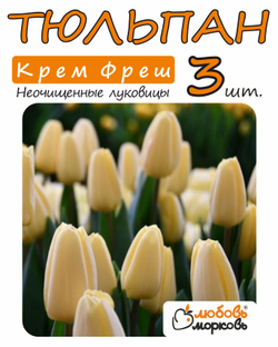 Тюльпан Луковица, Крем Фреш, 3+ шт