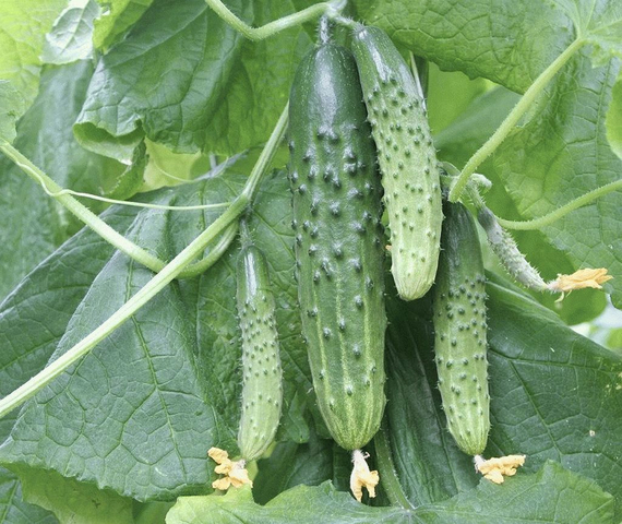 Магнит F1 семена огурца пчелоопыляемого (Гавриш) – фото 2