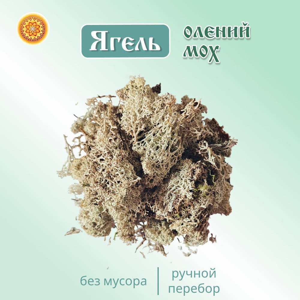 Ягель мох. Кладония.