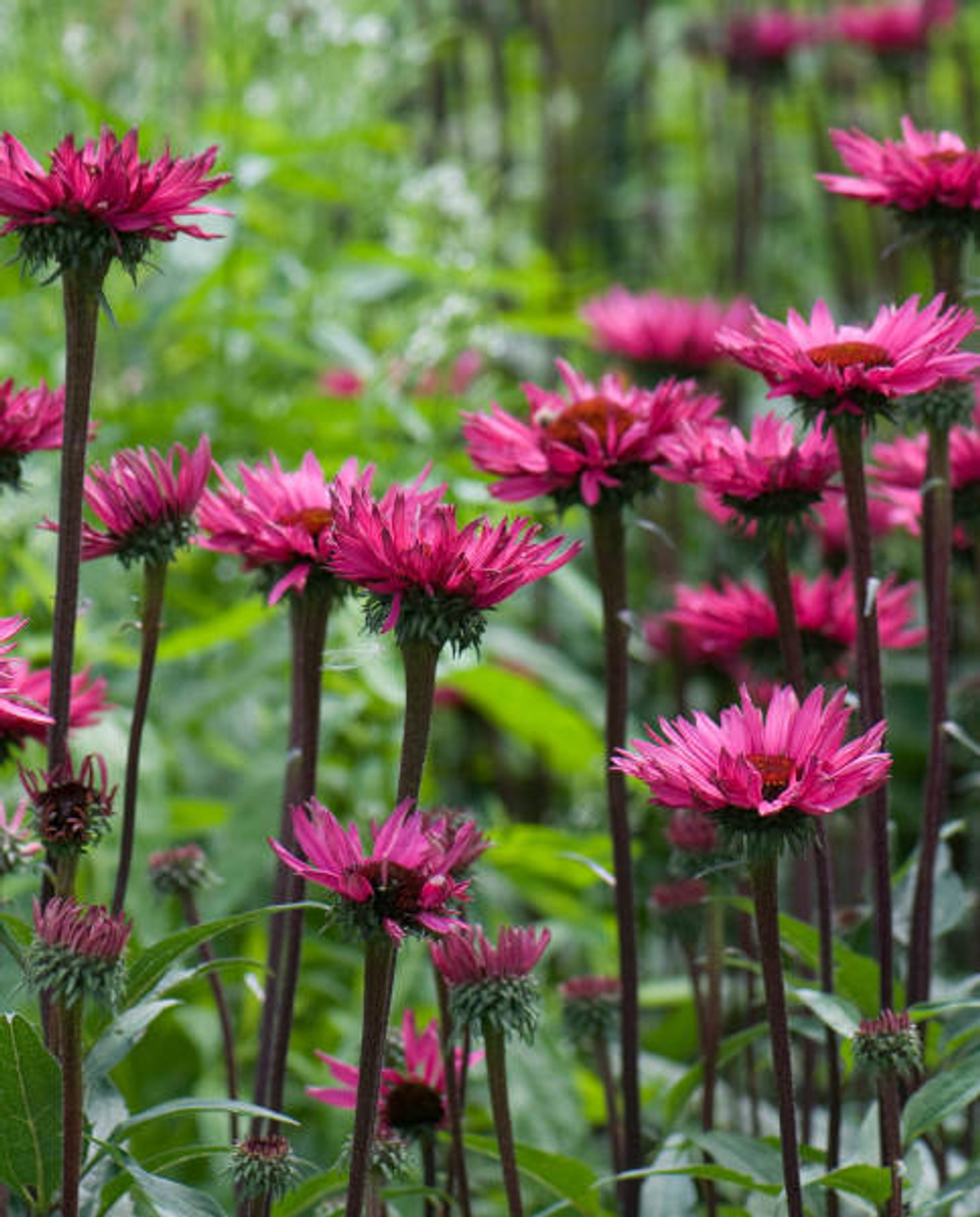 Эхинацея пурпурная "Fatal Atraction". Echinacea purpurea "Fatal Atraction".