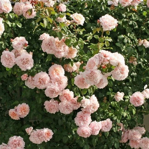 Роза Роуз Де Толбиак Закупка М16 июнь 2026