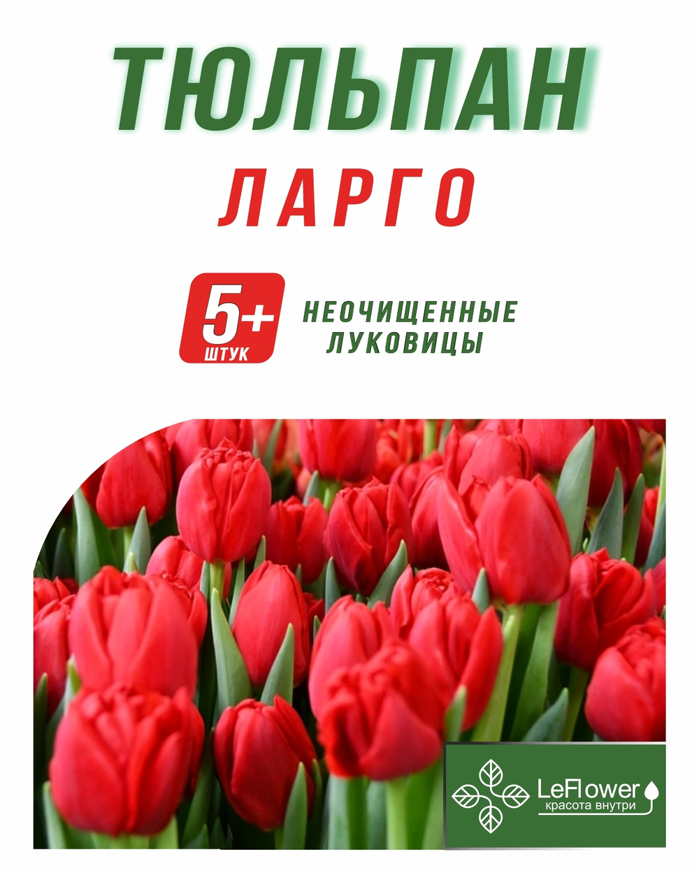 Тюльпан Луковица, Ларго, 5+ шт