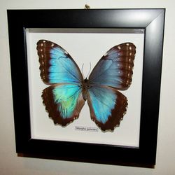Бабочка Morpho peleides самка в рамке