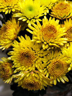 Хризантема кустовая Stalion yellow 🌼 к.38 (отгрузка август - сентябрь 2025г)