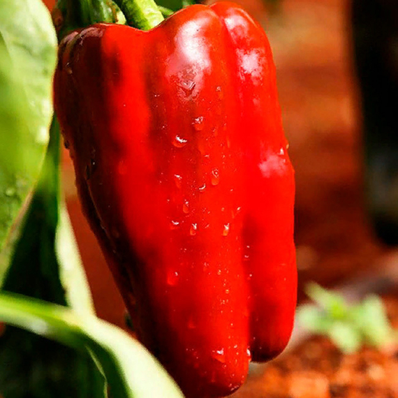 ПОМПЕО F1 семена перца сладкого Nunhems купить – фото 2