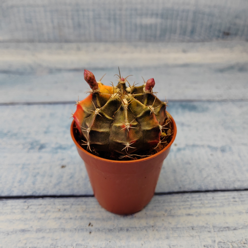 Gymnocalycium Friedrichii (Гимнокалициум)