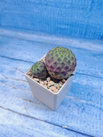 Sulcorebutia rauschii (Сулькоребуция)