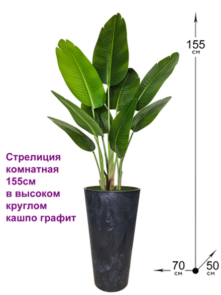Стрелиция комнатная 155см в высоком круглом кашпо графит