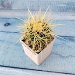 Echinocactus Grusonii (Эхинокактус)
