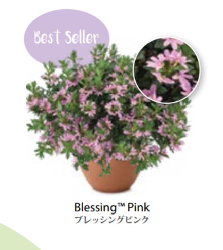 ЕВРО Сцевола Scaevola Pink Blessing НЕукор черенок середина ноября 25