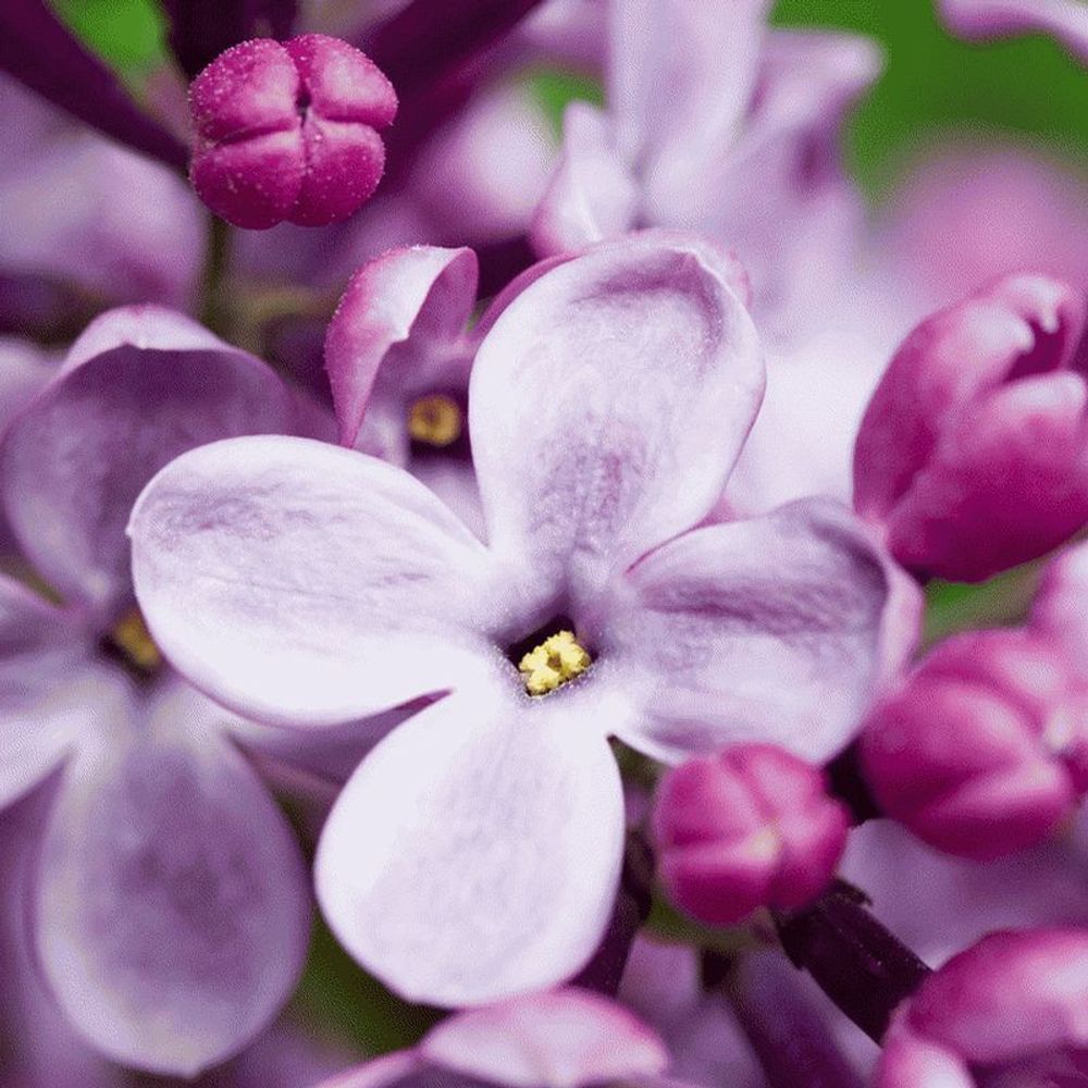 Французская сирень (French Lilac)