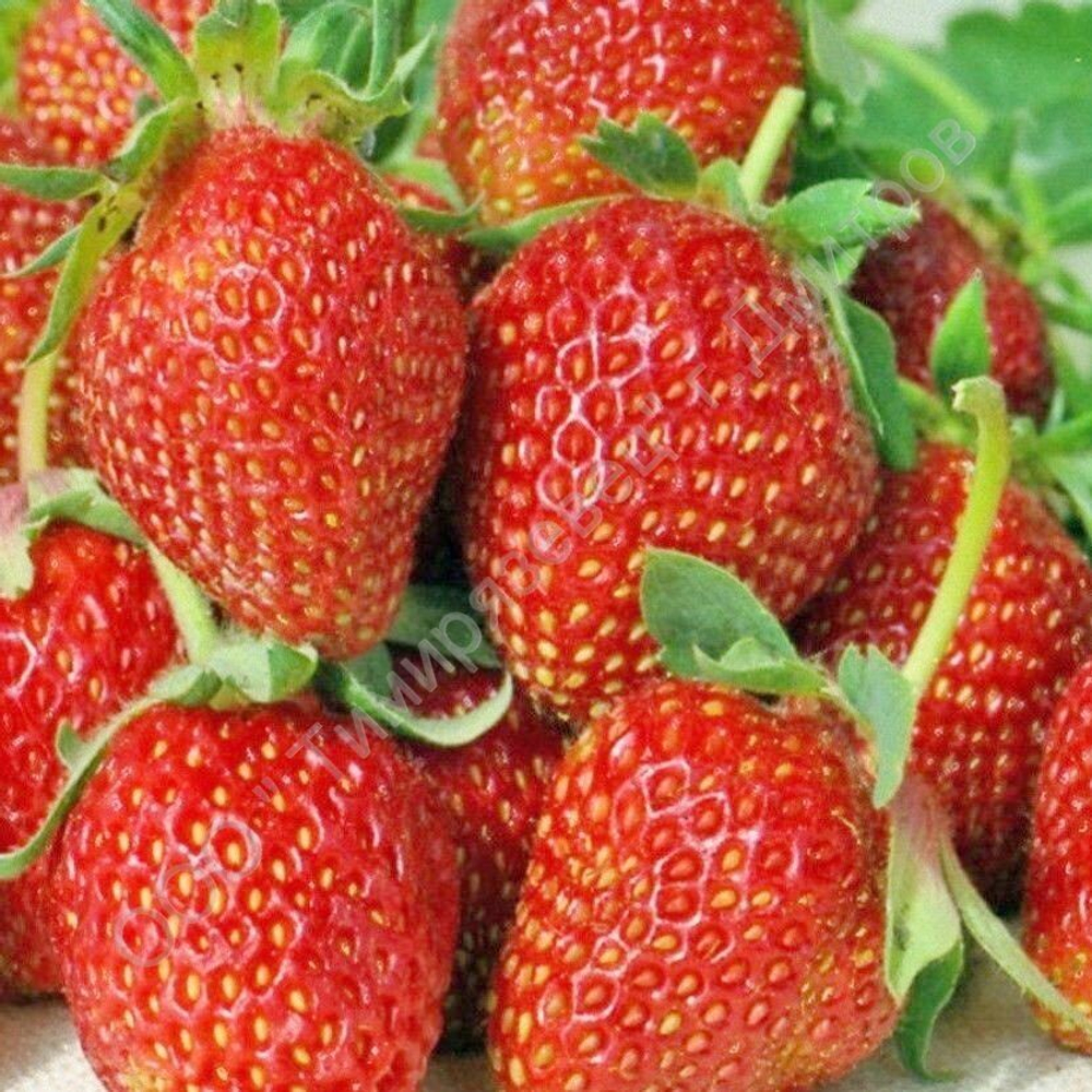 Земляника садовая ( клубника) ремонтантная Вима Рина