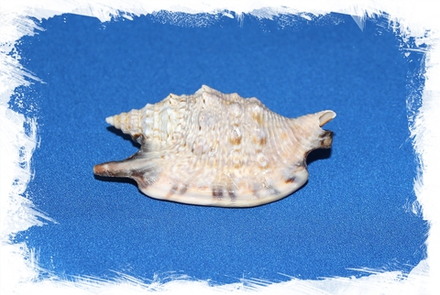 Стромбус Аратрум, 7-10см, 1шт