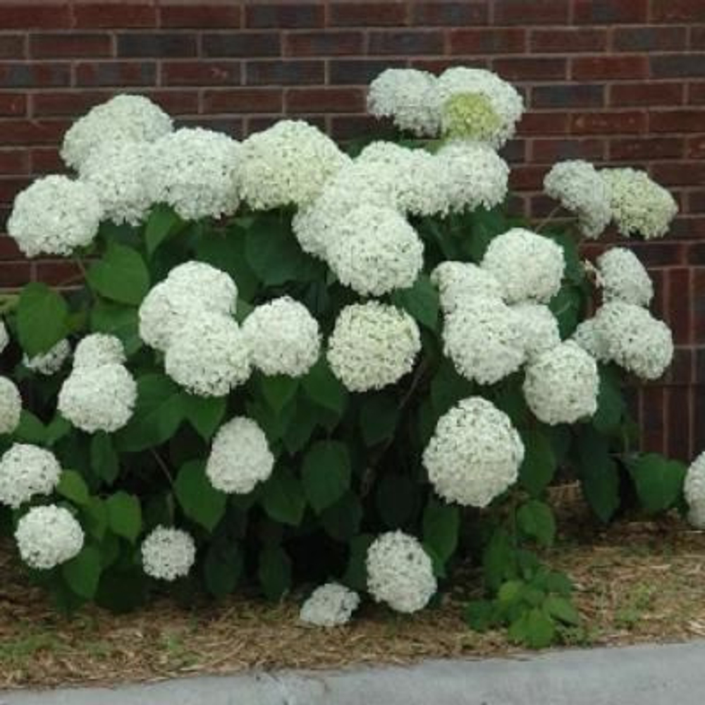 Гортензия древовидная Аннабель С15 40-60