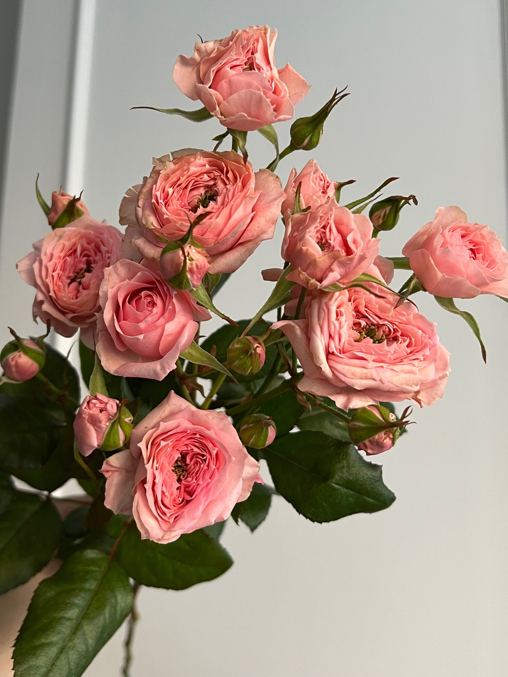 Пионовидная кустовая роза в персиковом оттенке