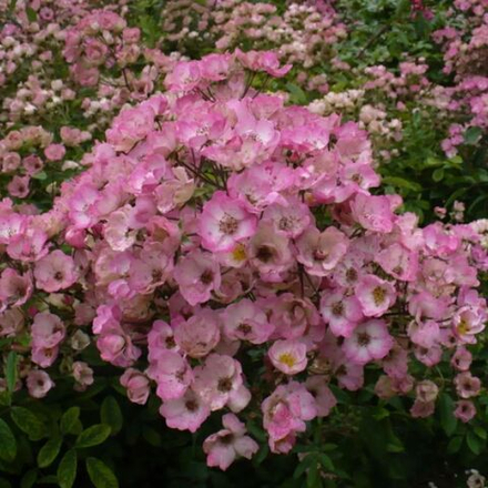 Роза шраб Алден Бизен С6