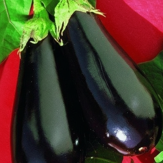 ЭПИК F1 семена баклажана (Seminis | Alexagro) – фото 9