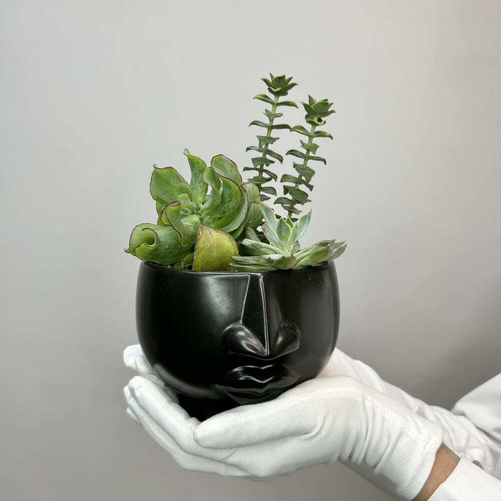 Микс суккулентов «Темное дыхание»