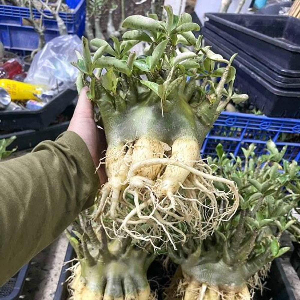 Адениум арабикум MIX L