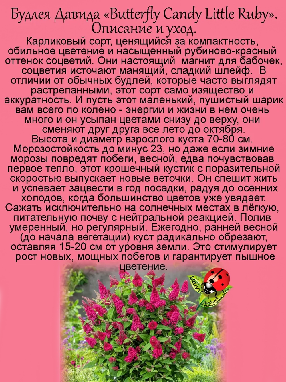 Будлея Давида Рубиновая карамелька для бабочек