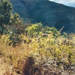 Eric Clapton / Journeyman (LP)