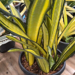 Сансевиерия CALIFORNIA