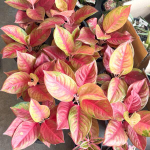 Аглаонема RED EXOTIC
