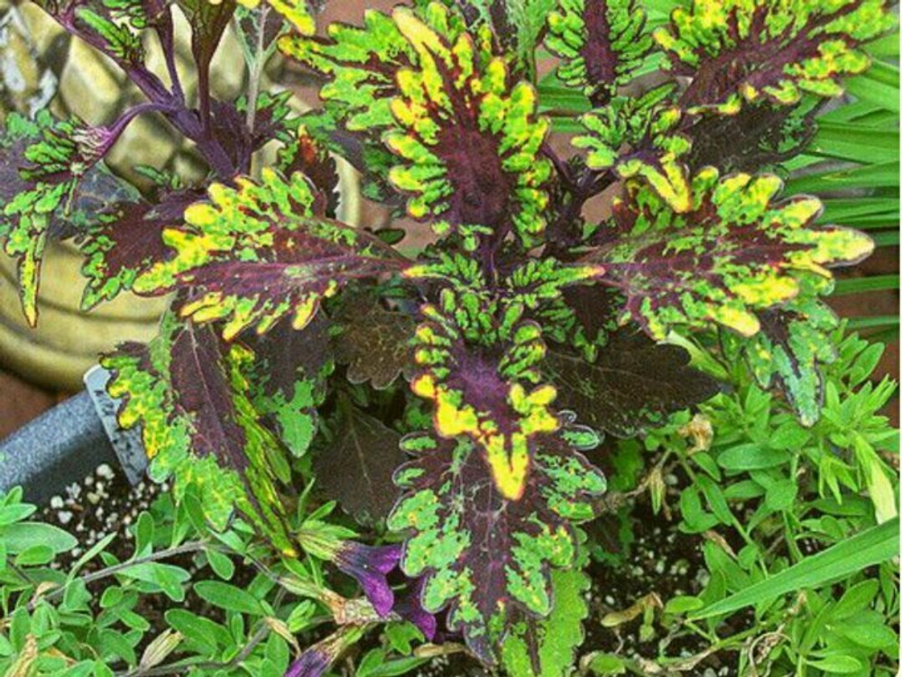 Колеус Blairs Witch укорененный черенок, ОКС