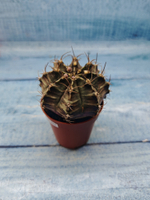 Gymnocalycium Friedrichii (Гимнокалициум)