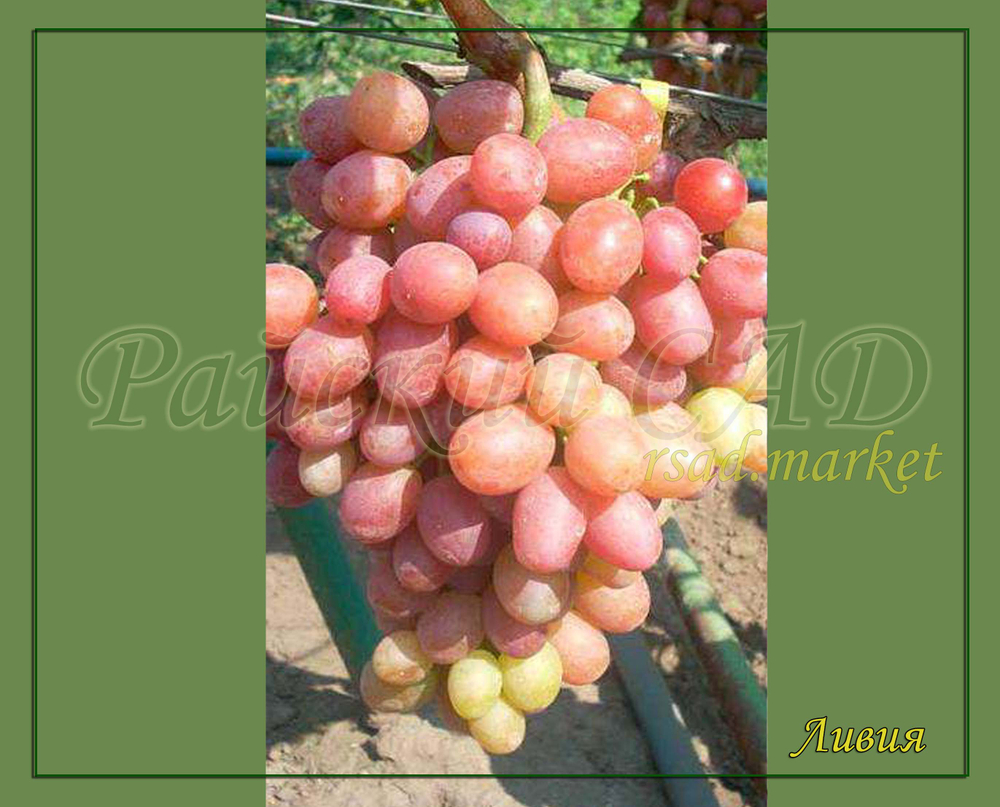 Виноград Ливия