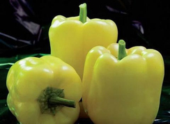 Мадонна F1 семена перца сладкого (Clause / Клос)